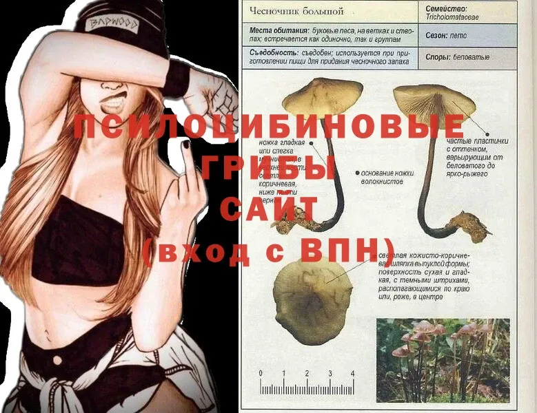 Псилоцибиновые грибы Psilocybine cubensis  Зверево 